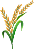 Rice grain