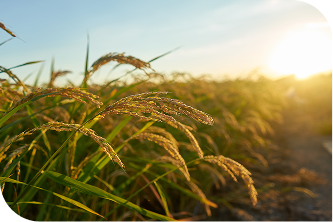 14 Rice-Derived Ingredients Starizo Is Bringing to Fi India 2026 and Where They Fit in Your Formulation